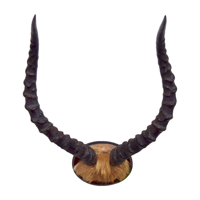 Impala Horns 19" Taxidermy Mounts for Sale and Taxidermy Trophies for Sale!