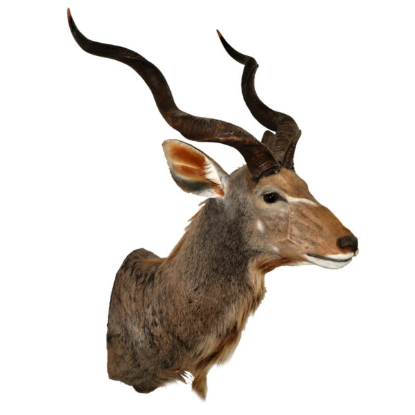 Greater Kudu 44" horns Taxidermy Mounts for Sale and Taxidermy Trophies for Sale!