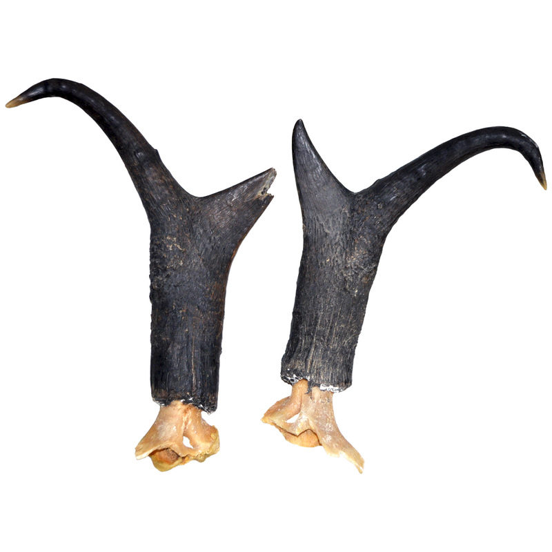 Pronghorn Horns Taxidermy Mounts for Sale and Taxidermy Trophies for