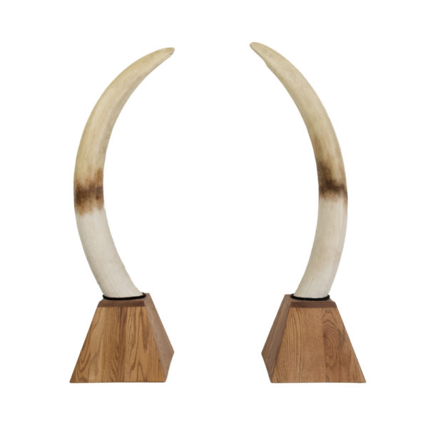 Casting of Elephant Tusks, Reproduction - Taxidermy Mounts for Sale and