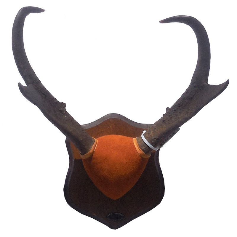 Pronghorn Horns Taxidermy Mounts for Sale and Taxidermy Trophies for