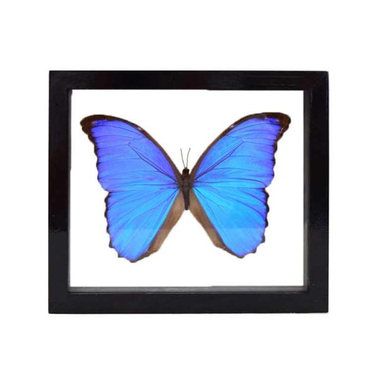 Assorted Butterflies Taxidermy Mounts for Sale and Taxidermy Trophies