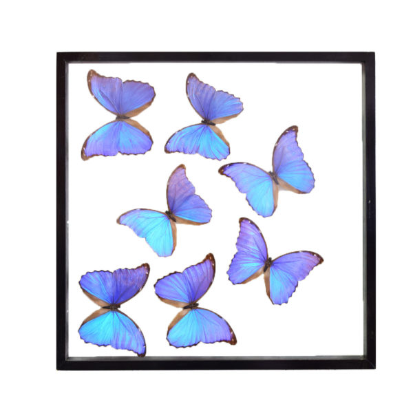 Blue Morpho Butterflies Taxidermy Mounts for Sale and Taxidermy