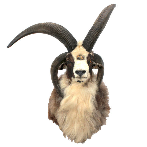 Bighorn Sheep 38" Horns Taxidermy Mounts for Sale and Taxidermy