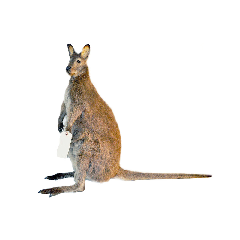 Taxidermy Archives Taxidermy Mounts for Sale and Taxidermy Trophies