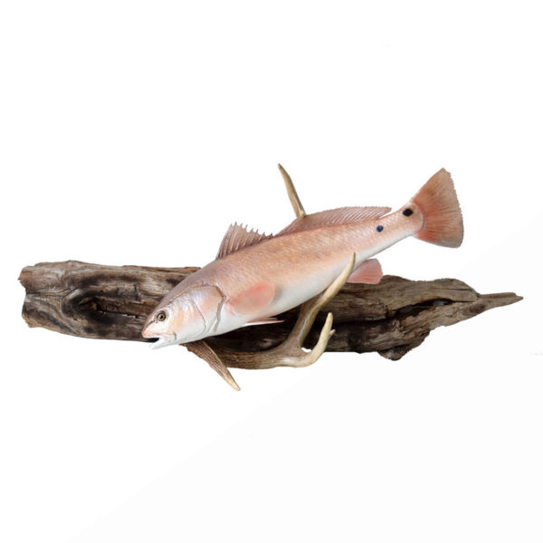 Redfish (Red Drum) Taxidermy Mounts for Sale and Taxidermy Trophies