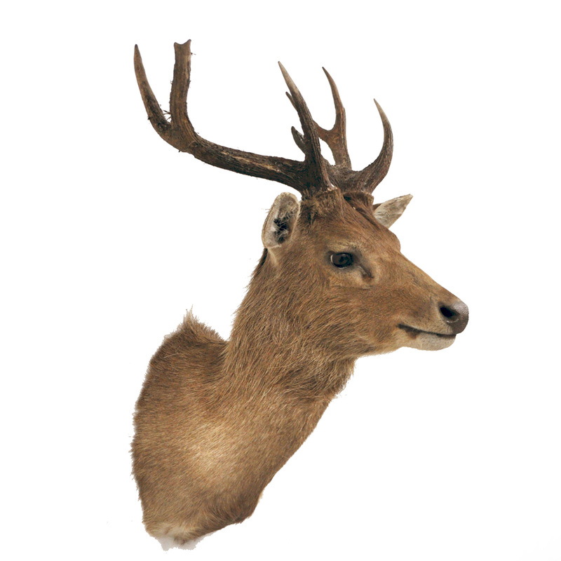 Sambar & Rusa Deer Archives Taxidermy Mounts for Sale and Taxidermy Trophies for Sale!