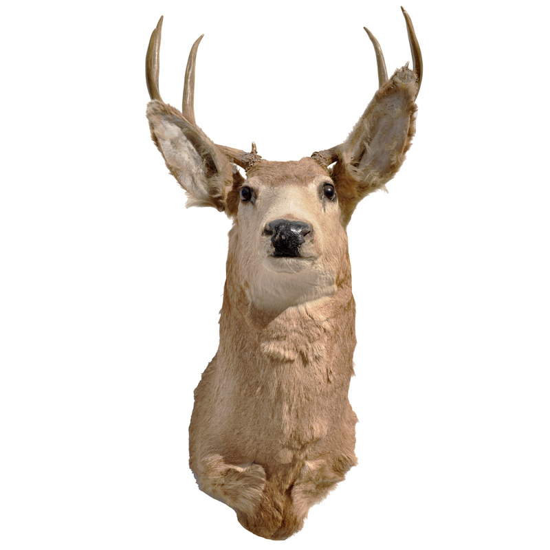 Moose Taxidermy Mounts for Sale and Taxidermy Trophies for Sale!