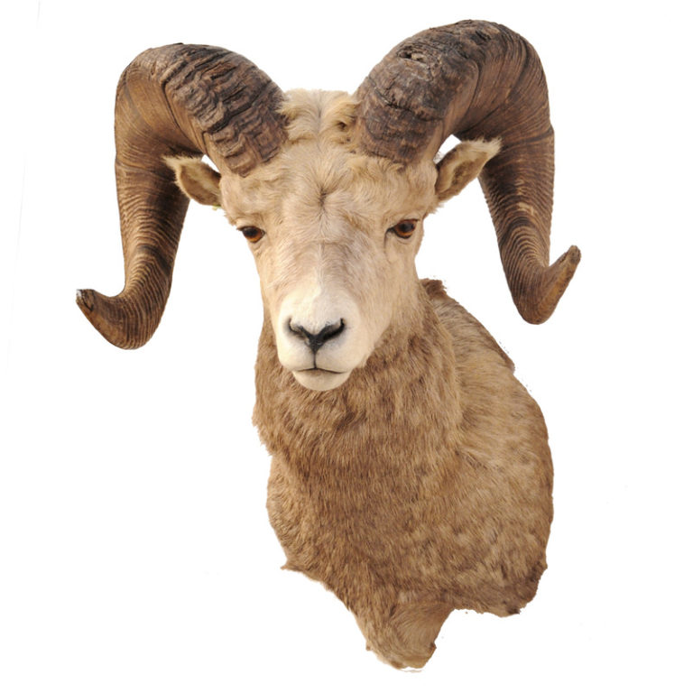 Bighorn Sheep 38" Horns Taxidermy Mounts for Sale and Taxidermy