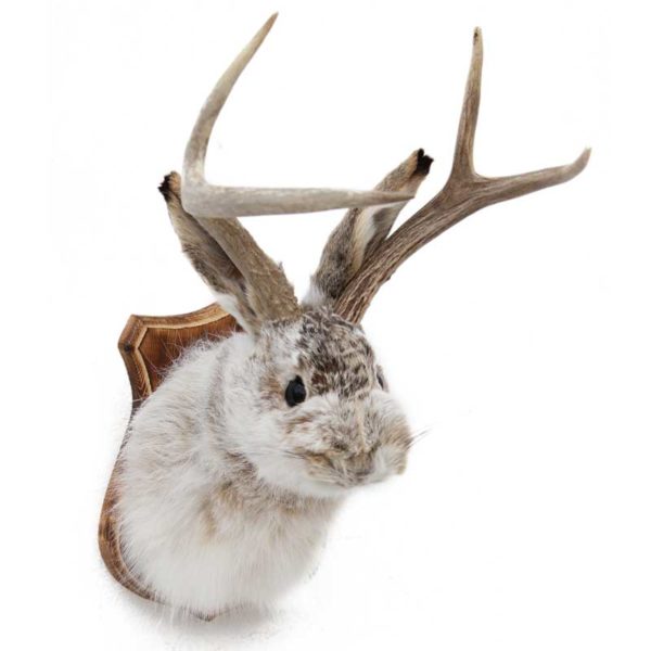 Jackalope Taxidermy Mounts for Sale and Taxidermy Trophies for Sale!