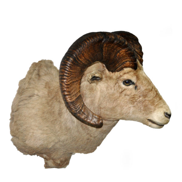 Bighorn Sheep Archives Taxidermy Mounts for Sale and Taxidermy