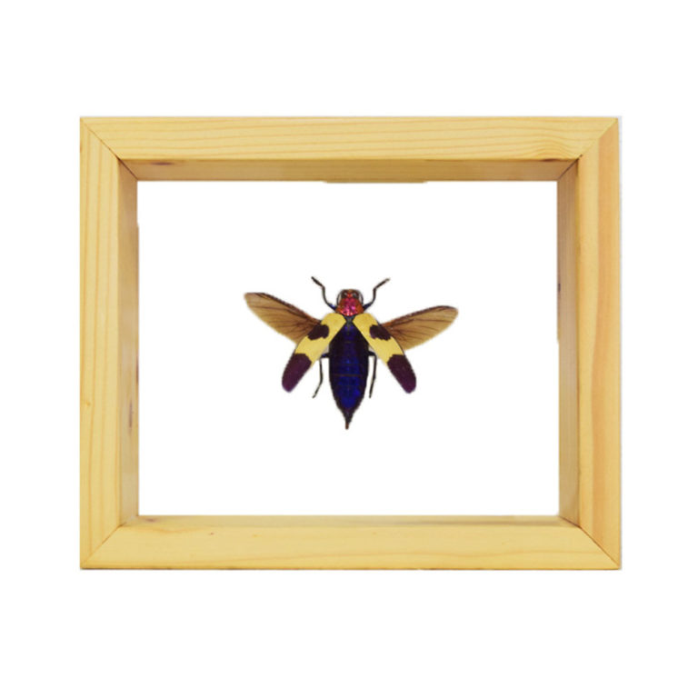 Blue Morpho Butterflies Taxidermy Mounts for Sale and Taxidermy