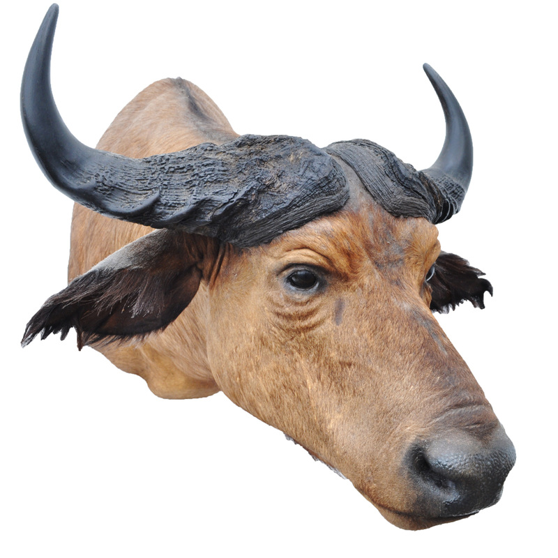 Buffalo, Bisons & Steer Archives Taxidermy Mounts for Sale and