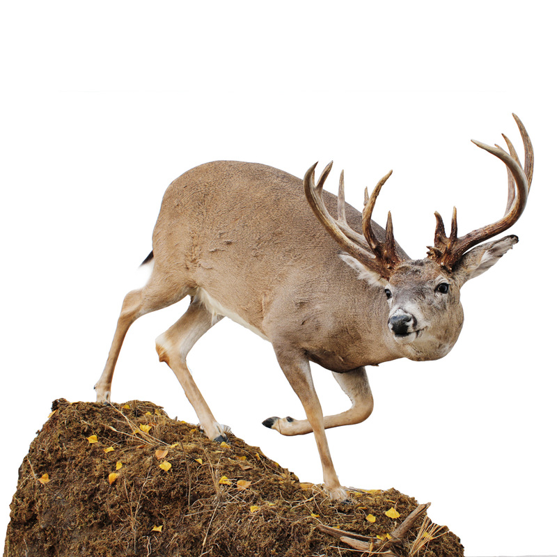 Whitetail Deer Taxidermy Mounts for Sale and Taxidermy Trophies for Sale!