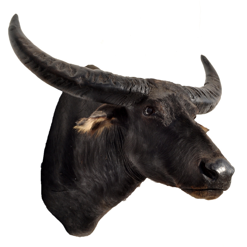 Water Buffalo Taxidermy Mounts for Sale and Taxidermy Trophies for Sale!