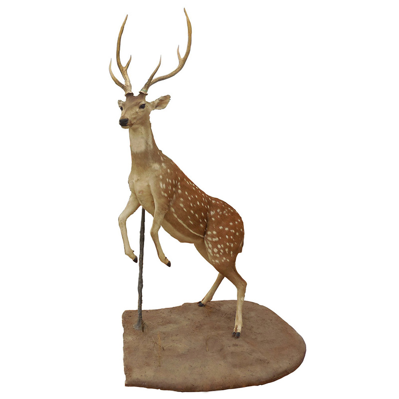 Axis Deer Taxidermy Mounts for Sale and Taxidermy Trophies for Sale!