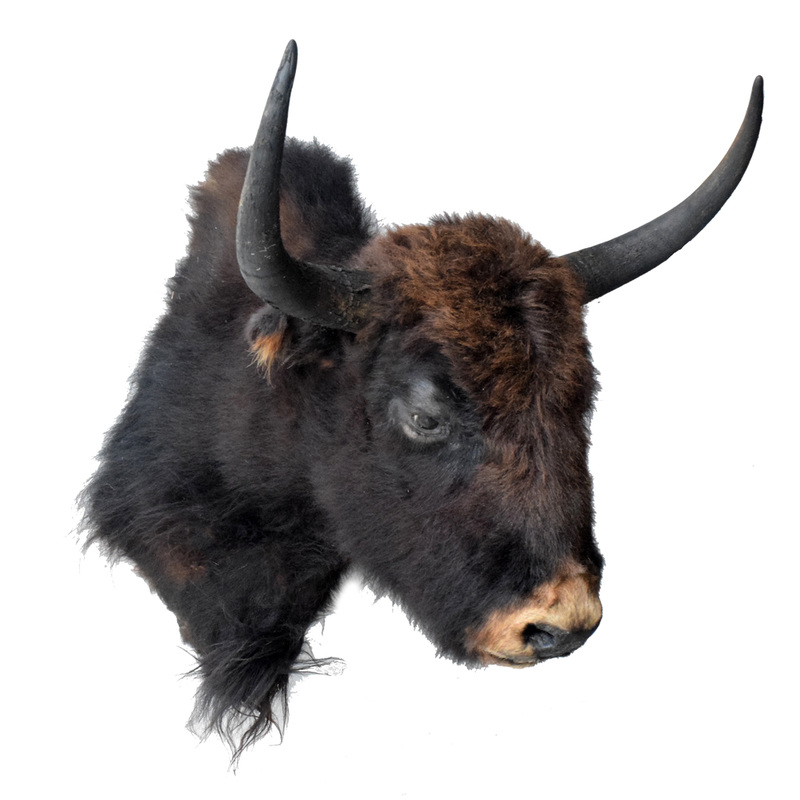 Yak Taxidermy Mounts for Sale and Taxidermy Trophies for Sale!