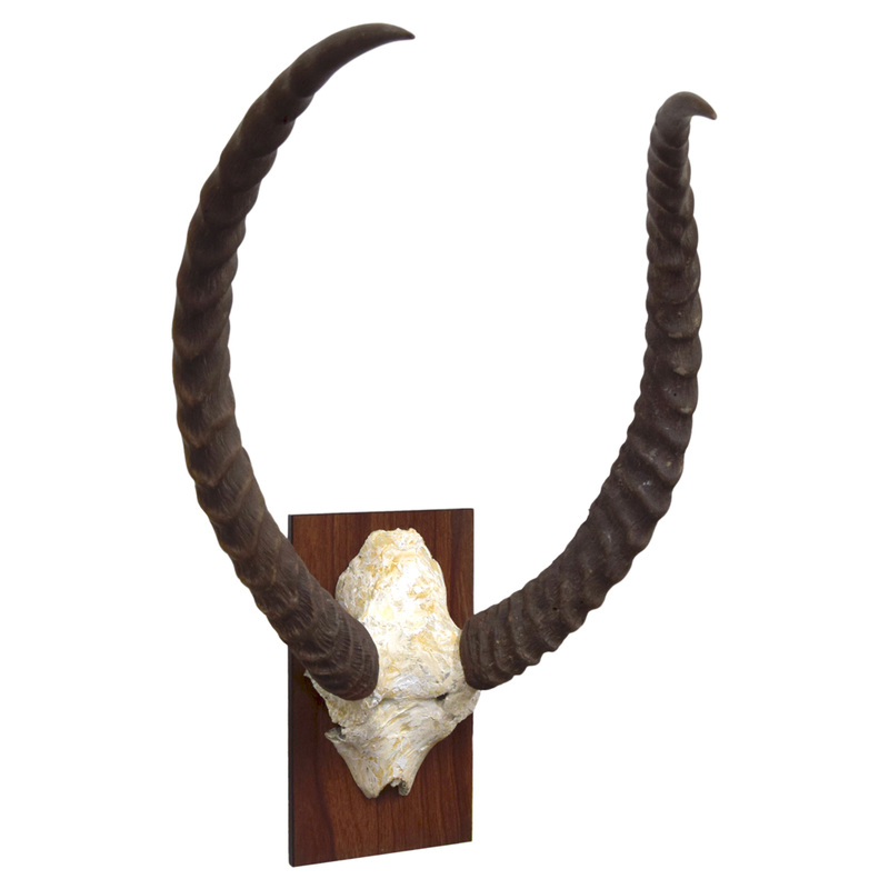 Waterbuck Horns 21" Taxidermy Mounts for Sale and Taxidermy Trophies for Sale!