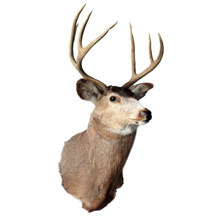 Axis Deer Taxidermy Mounts for Sale and Taxidermy Trophies for Sale!