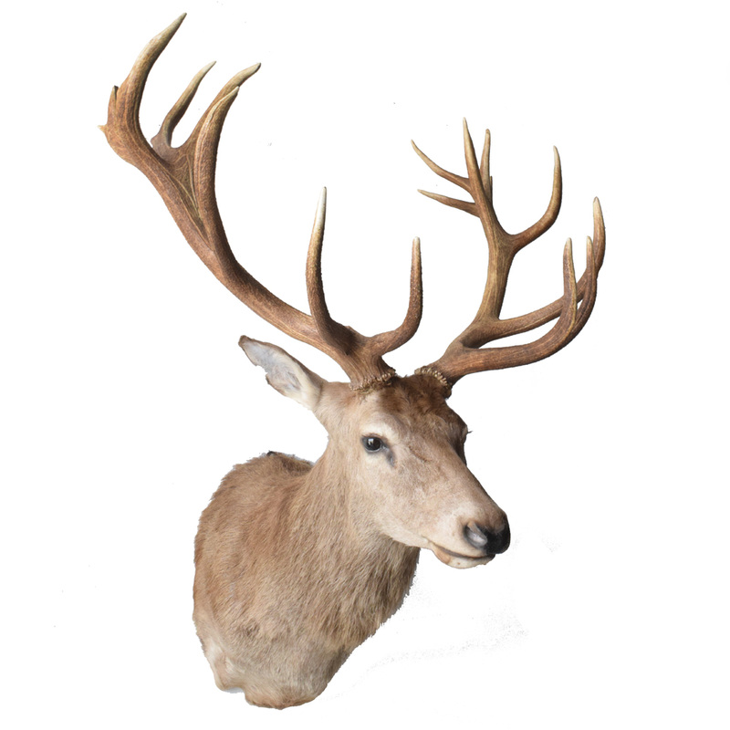 Red Deer Taxidermy Mounts for Sale and Taxidermy Trophies for Sale! Red Deer Taxidermy Mounts for Sale and Taxidermy Trophies for Sale!