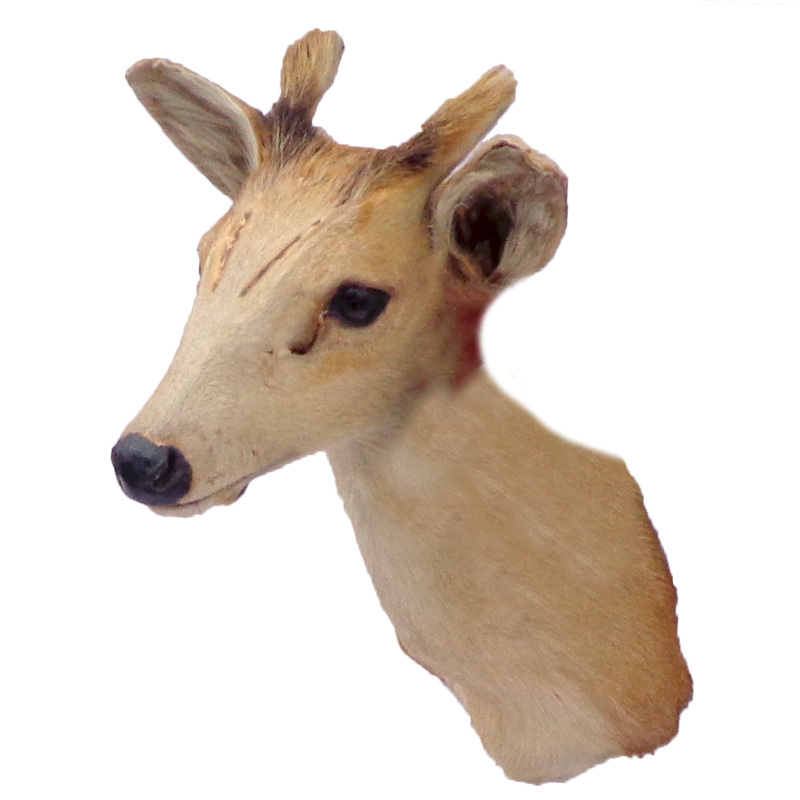 Axis Deer Taxidermy Mounts for Sale and Taxidermy Trophies for Sale!