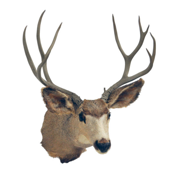 Axis Deer Taxidermy Mounts for Sale and Taxidermy Trophies for Sale!