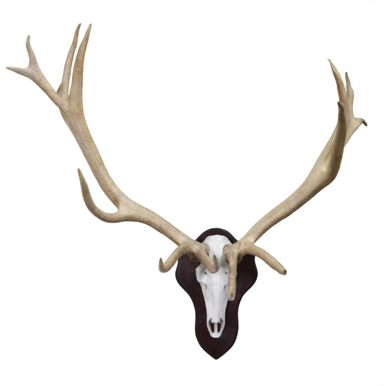 Caribou Antlers Taxidermy Mounts for Sale and Taxidermy Trophies for