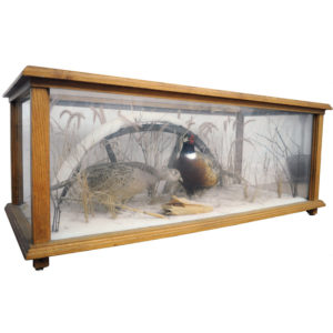 Pheasant Pair in Glass Habitat Display Case