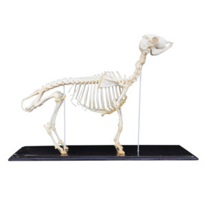 Goat Skeleton