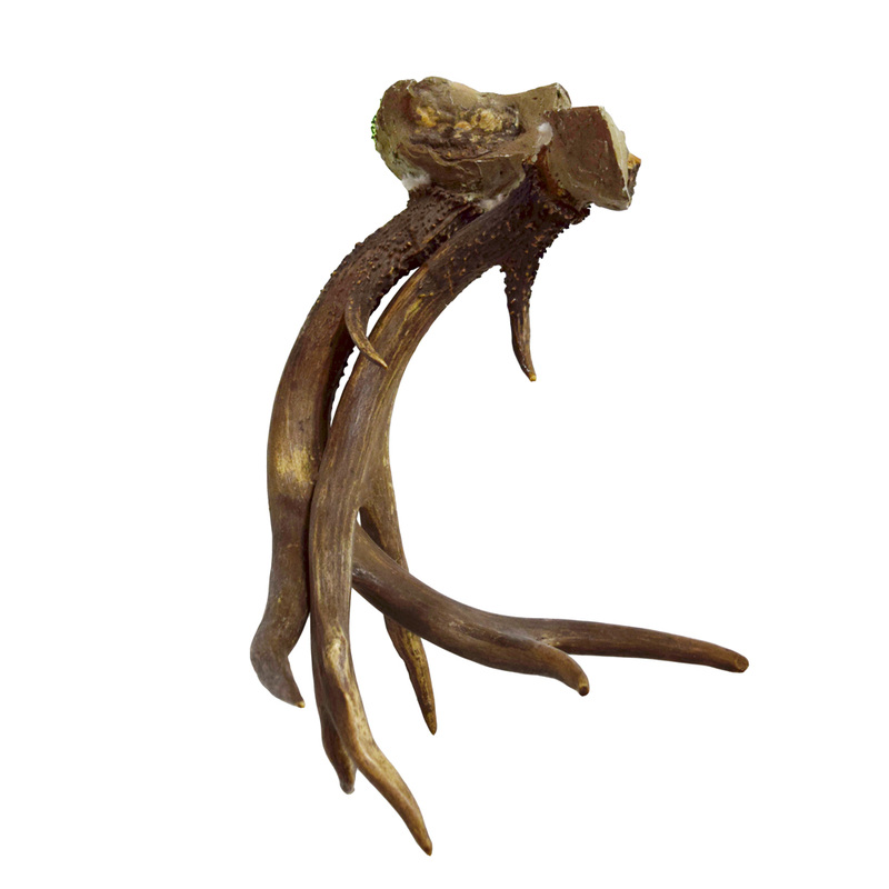 Caribou Antlers Taxidermy Mounts for Sale and Taxidermy Trophies for