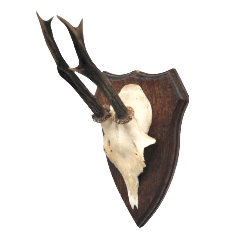 Caribou Antlers Taxidermy Mounts for Sale and Taxidermy Trophies for