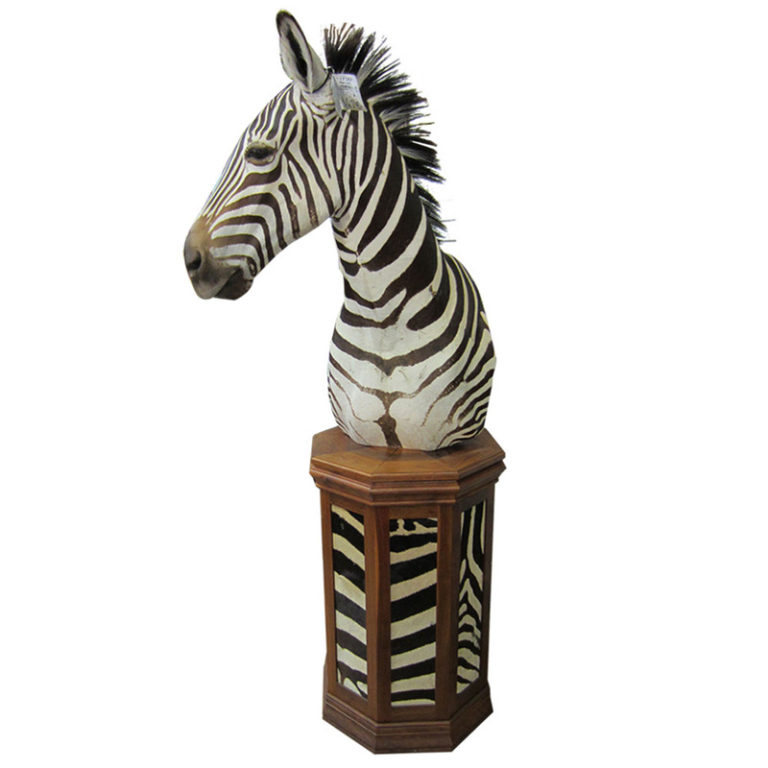 Trophy Zebra Pedestal Taxidermy Mounts for Sale and Taxidermy