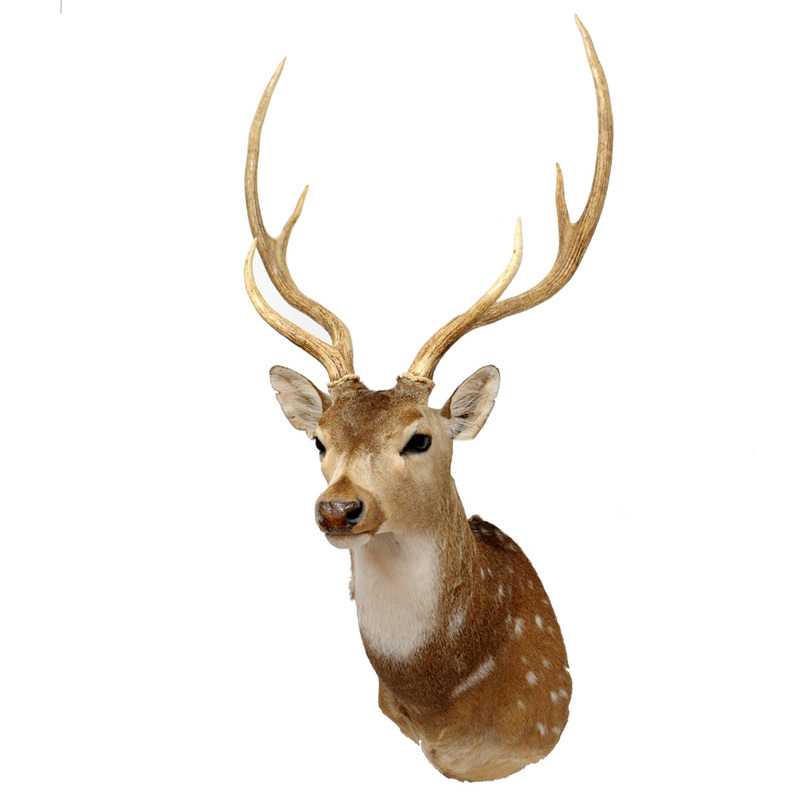Axis Deer Taxidermy Mounts for Sale and Taxidermy Trophies for Sale!