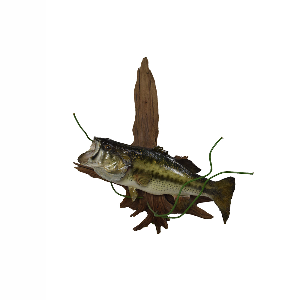 Bass Largemouth Mount Taxidermy Mounts for Sale and Taxidermy Trophies for Sale!