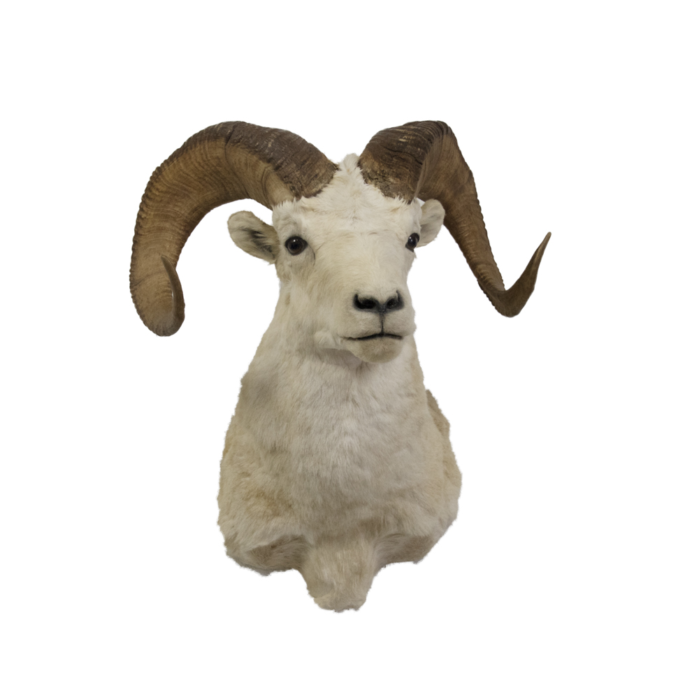 dall sheep