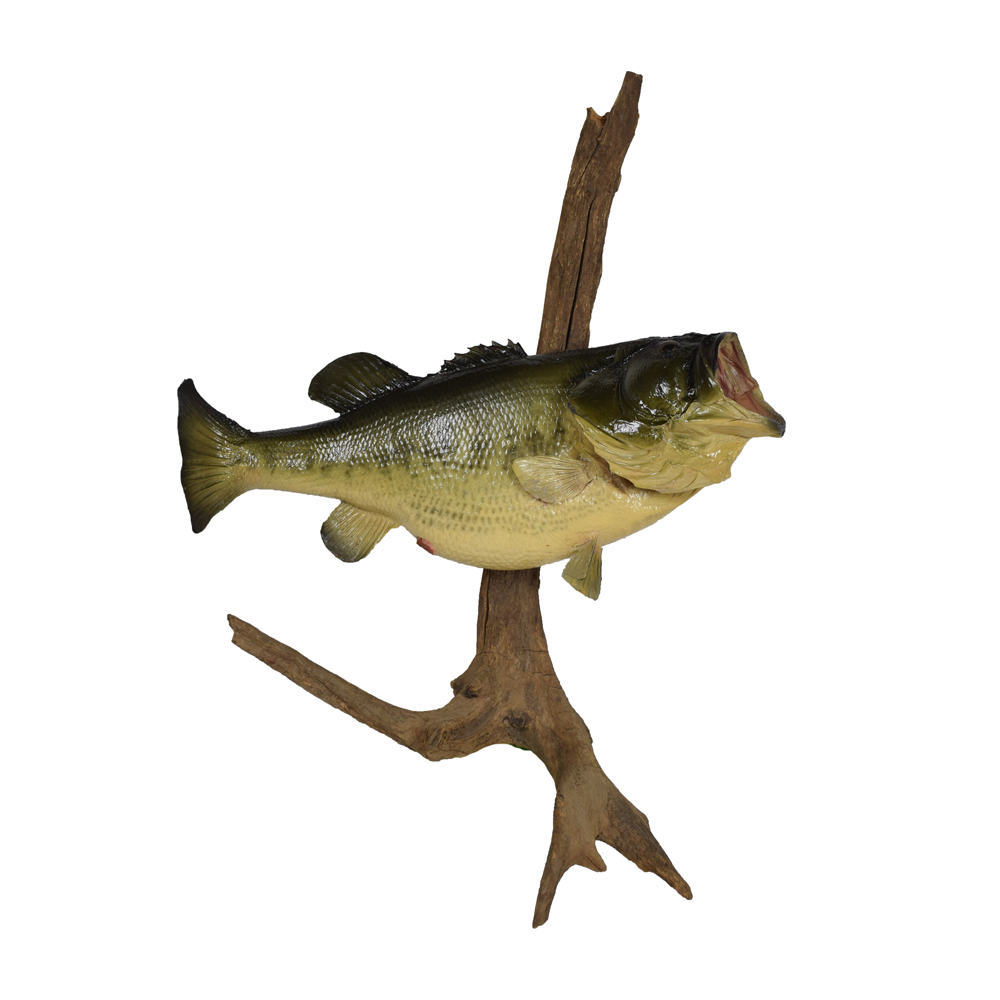 Bass Largemouth Taxidermy Mounts for Sale and Taxidermy Trophies for Sale!