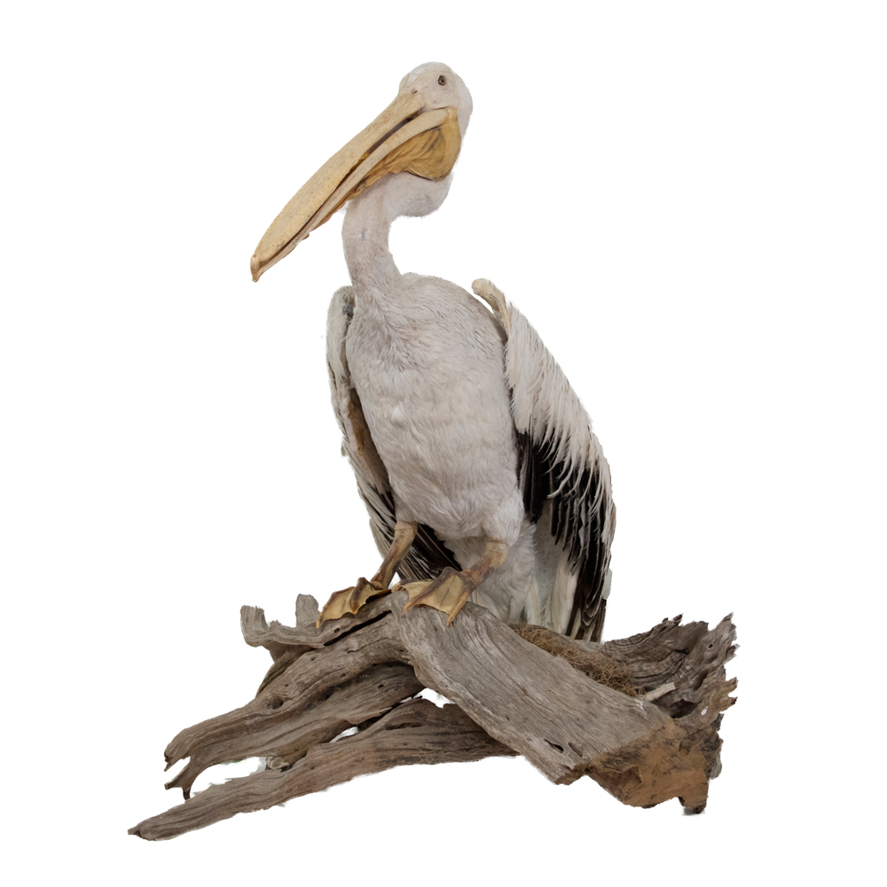 Exotic Bird - White Pelican - Taxidermy Mounts for Sale and Taxidermy