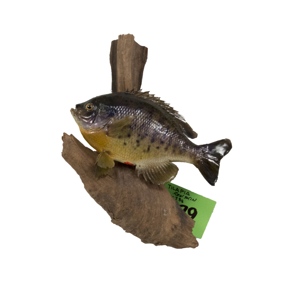 Tilapia on Driftwood Taxidermy Mounts for Sale and Taxidermy Trophies