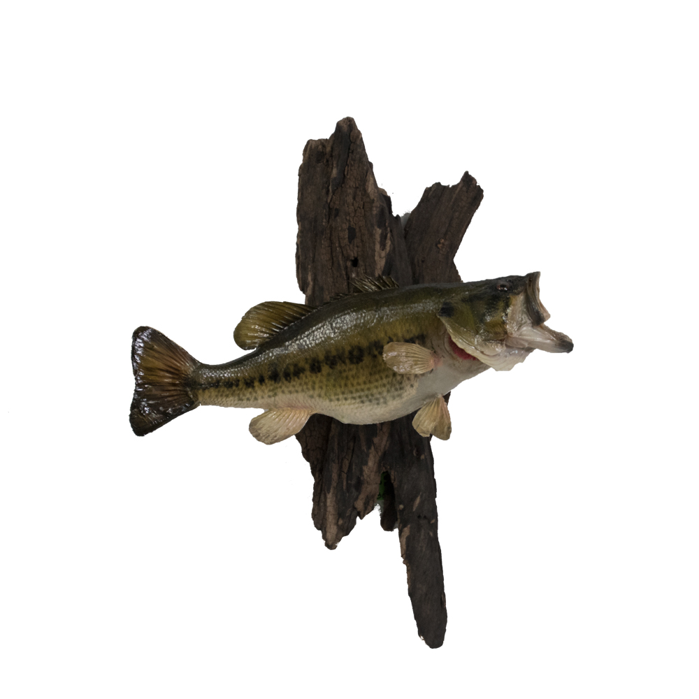 Bass Largemouth Taxidermy Mounts for Sale and Taxidermy Trophies for