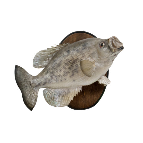 Crappie Mount Taxidermy Mounts for Sale and Taxidermy Trophies for Sale!