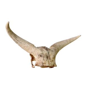 Ankole Skull Cap & Horns