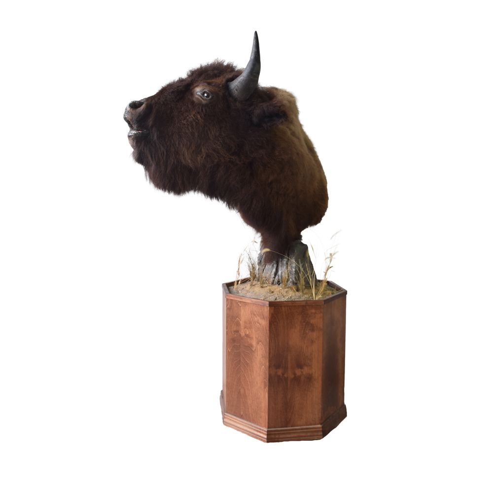 Bison on Pedestal Taxidermy Mounts for Sale and Taxidermy Trophies