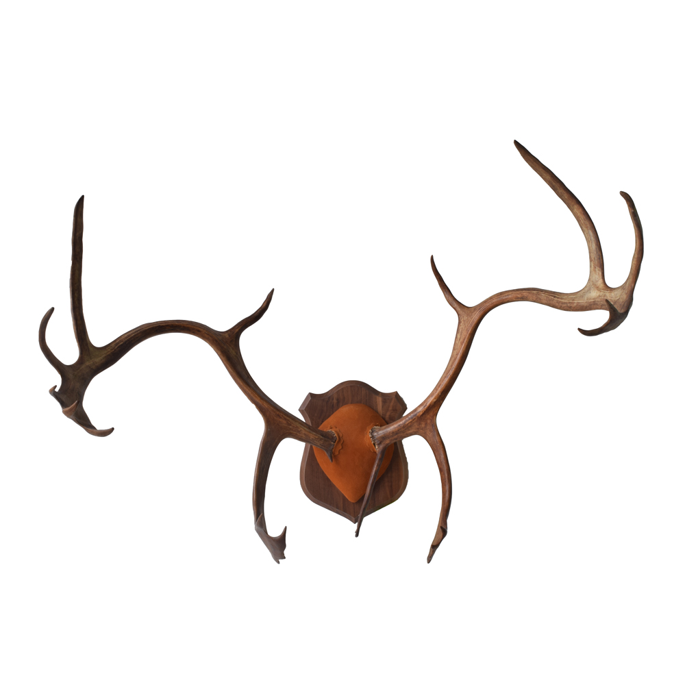 Caribou Antlers Taxidermy Mounts for Sale and Taxidermy Trophies for