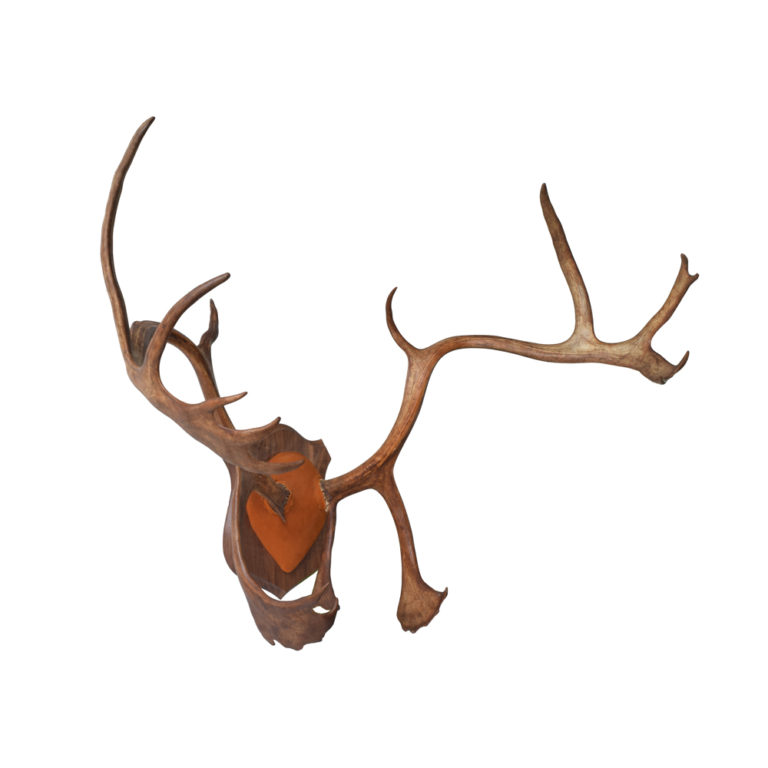 Caribou Antlers Taxidermy Mounts for Sale and Taxidermy Trophies for
