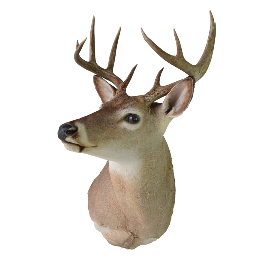 Whitetail Deer - Taxidermy Mounts for Sale and Taxidermy Trophies for Sale!