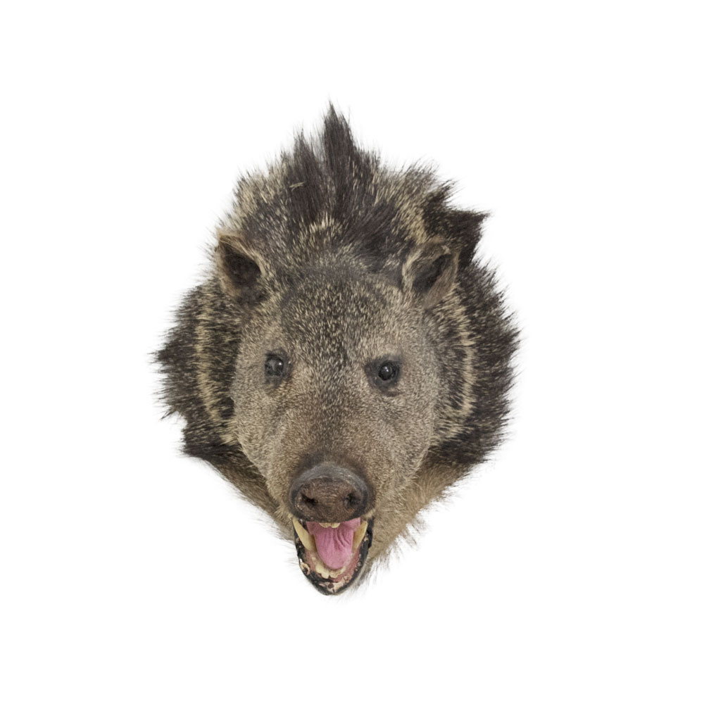 javelina stuffed animal