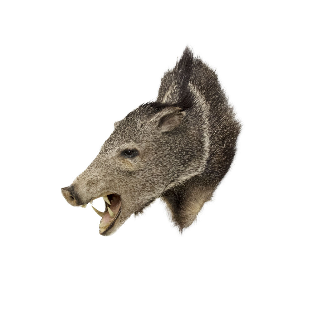 stuffed javelina