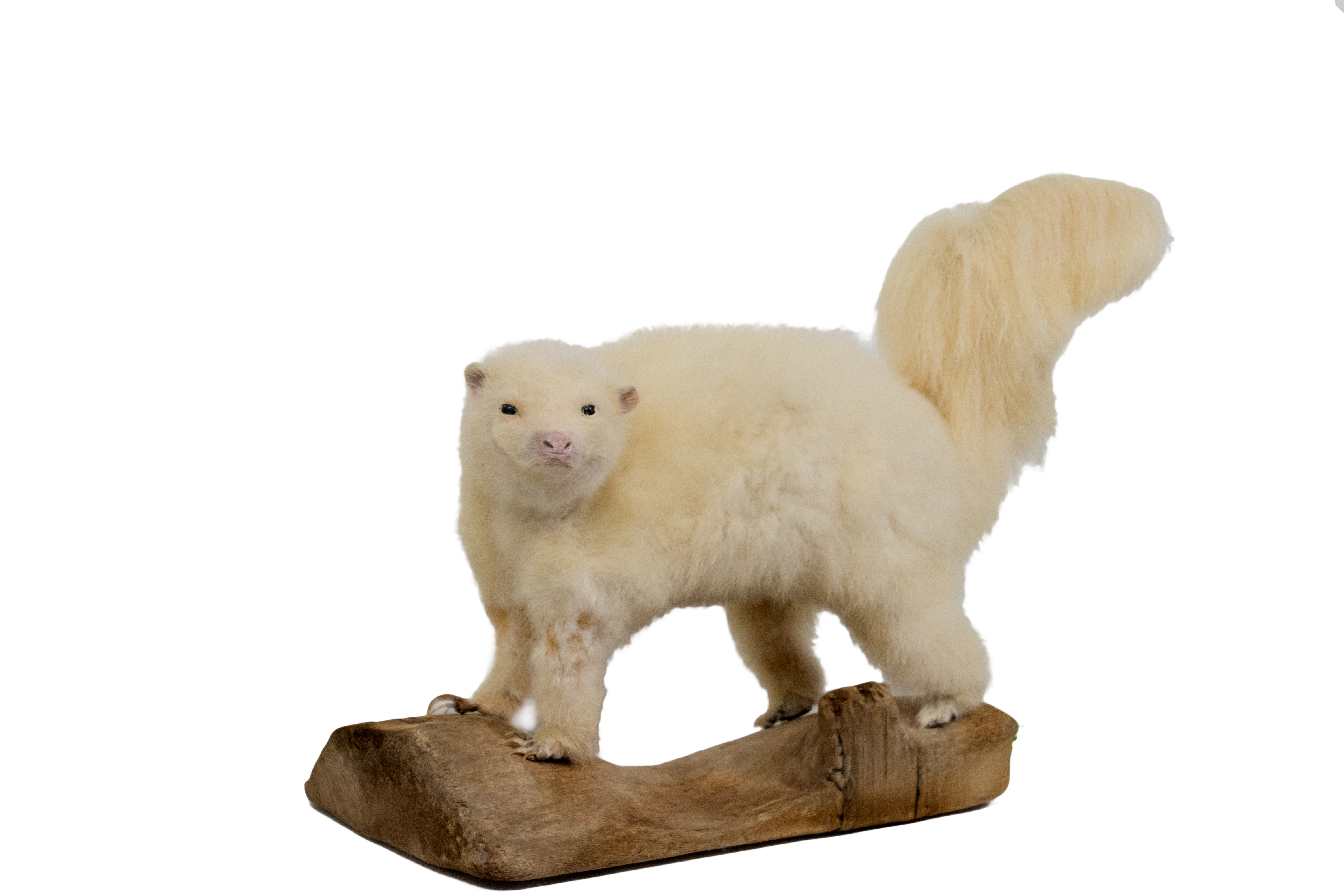 SkunkAlbino Skunk Taxidermy Mounts for Sale and Taxidermy Trophies