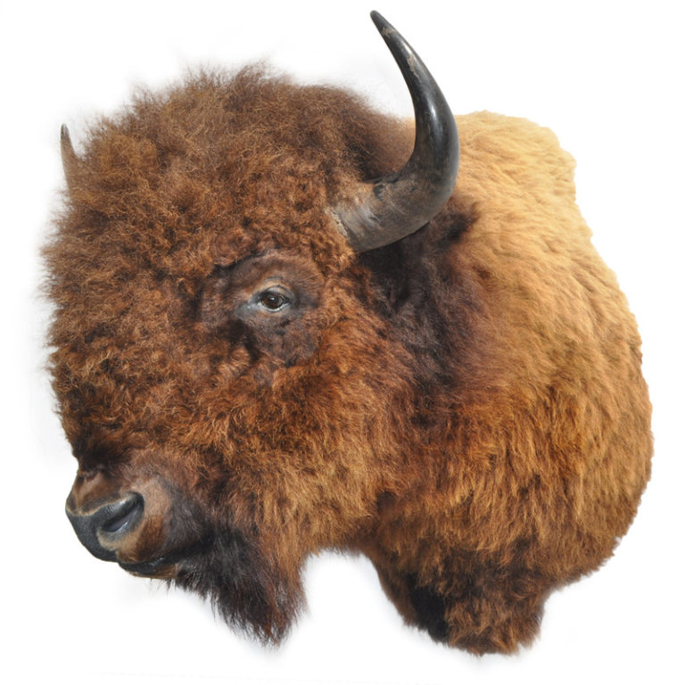 Bison Giant Bison Taxidermy Mounts for Sale and Taxidermy Trophies