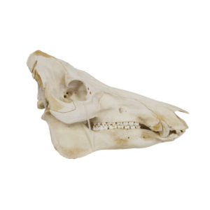 Wild Boar Skull